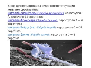 Дизентерия флекснера 6 типа