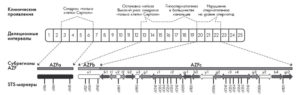 Azf фактор