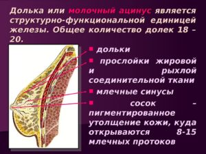 Жировая Долька молочной железы