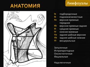 Яремные лимфоузлы