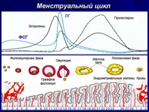 Расшифровка УЗИ 2 фаза цикла желтое тело