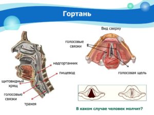Гидрокортизоновые вливания на голосовые связки ребенку