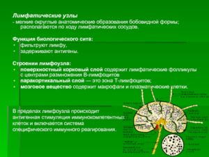 Лимфоузлы увеличены с корковым слоем