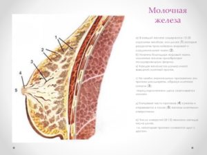 Жировая Долька молочной железы