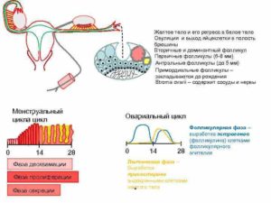 Регрессирующее желтое тело