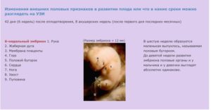 На каких сроках определяют беременность?