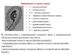 Беременность малого срока
