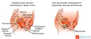 Сокращения мышц влагалища