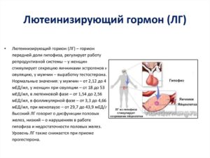 ЛГ повышен
